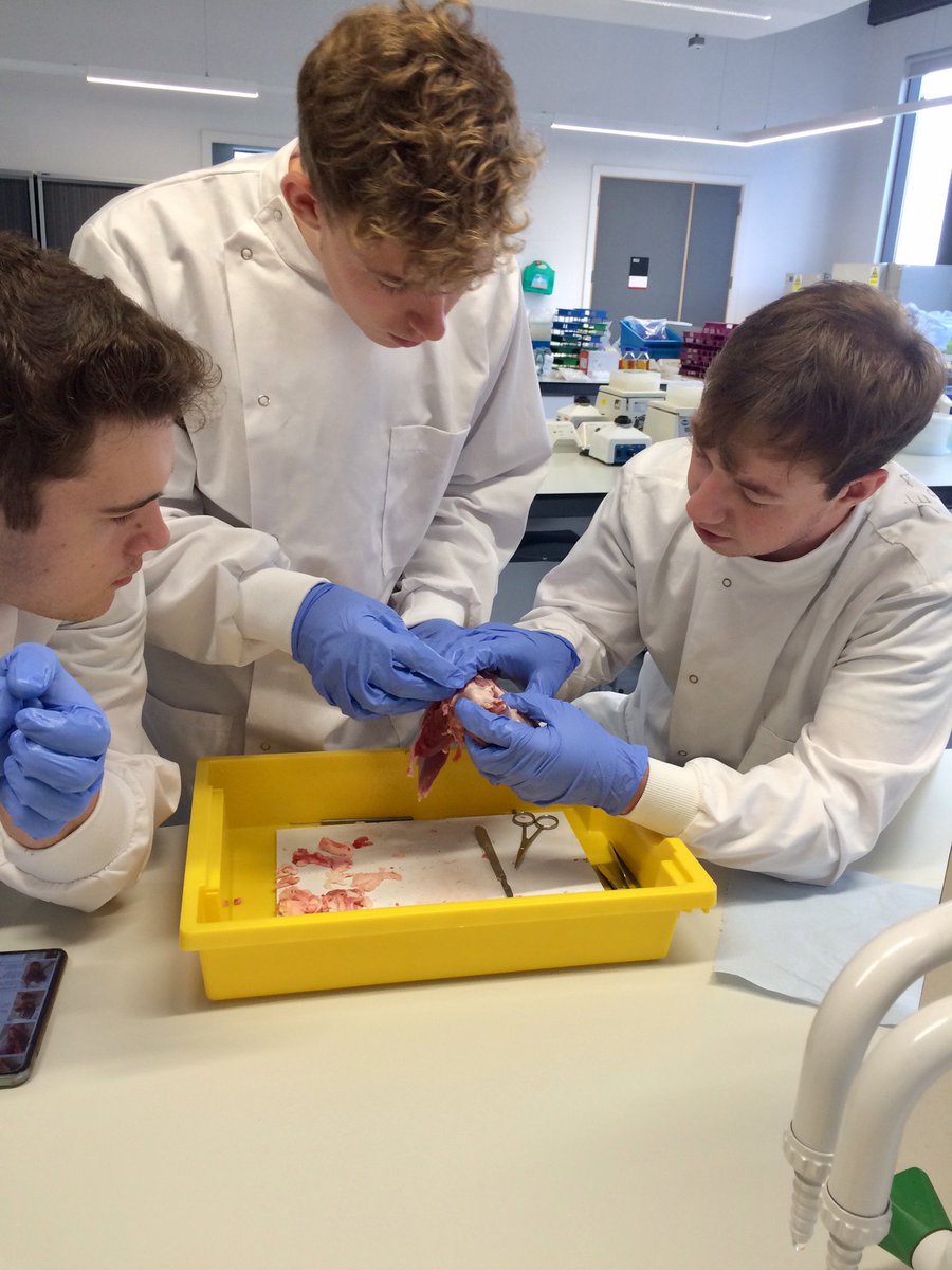 DrSarahPowell1's tweet image. Opening minds to the complexities of joint analysis through exploratory learning. Our @LU_SportsExSci students were really engaged! 👏🏻👏🏻 #PerformancePerfected #MED.121FundamentalAnatomy