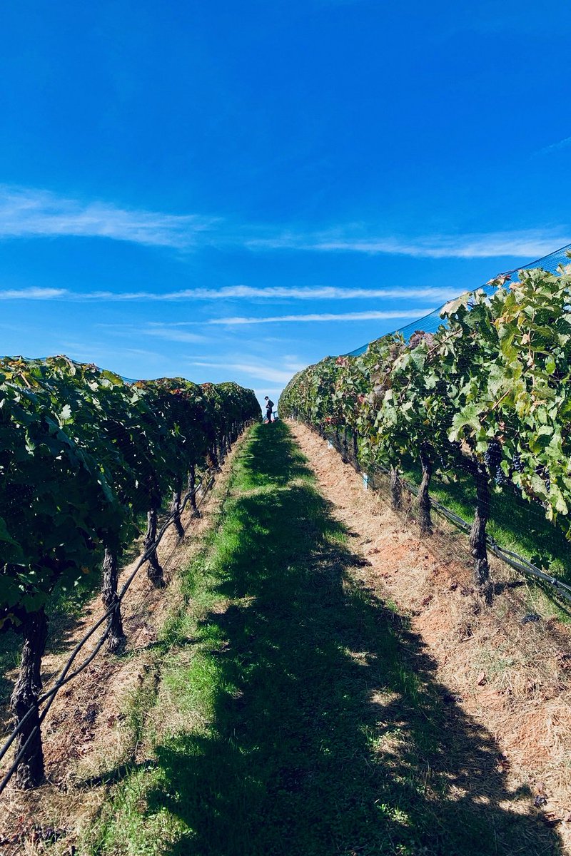 BuccellaWines's tweet photo. Nothing but long rows of grapevines and big blue sky as our winemaker Landon Donley checks out the vineyard at Shake Ridge Ranch in Amador County, California.
#Buccella #BucellaWines #Wine #Winery #Harvest2019 #AmadorCounty #Vineyards #Grapevines #LuxuryWine #MixedBlacks #Wines https://t.co/kIBYhPeAGw