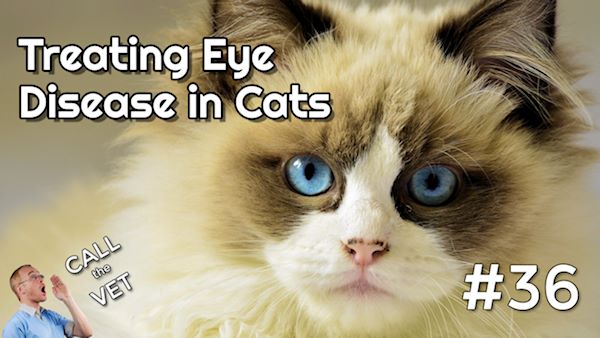 Cat Keratitis Treatment: are steroid eye drops best? (CTV #36)

If your pet has a problem with their eye, it can go from being a minor inconvenience to something serious within a day or two. It could even result in permanent blindness or loss of the eye.

ourpetshealth.com/podcast/cat-ke…