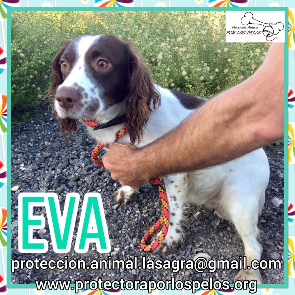 PerreraToledo's tweet photo. •EVA• #springerspanielingles 4 añitos, dulce y muy lista! Vagaba de pueblo en pueblo hasta que ha acabado en la perrera, es URGENTE que salga cuanto antes. https://t.co/ae7xxYQOGW https://t.co/sOpquDkX8Q