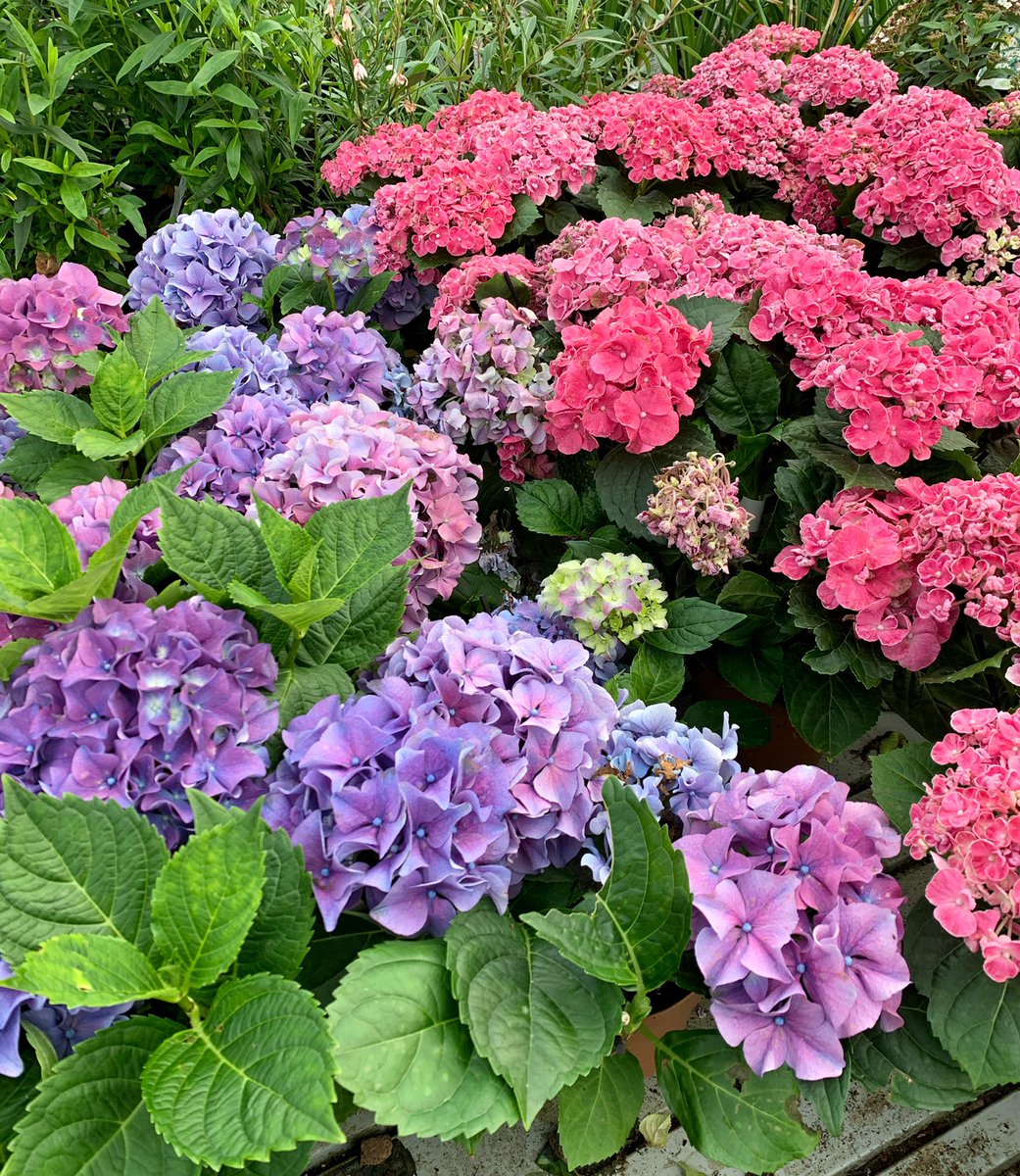 makinggardens's tweet photo. One for all the #hydrangealove fans! Spotted these beauties still in bloom at my favourite nursery. I now want a poly tunnel just for hydrangeas 😂🌸#flowers #gardening #blooms https://t.co/UN9sQnH9aw
