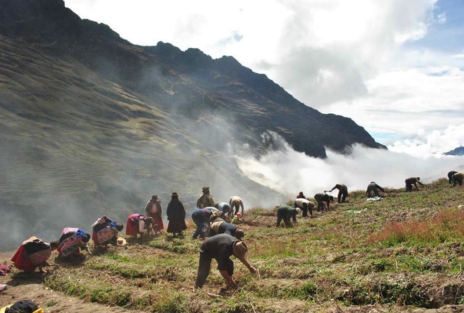 PNUDperu's tweet photo. “Para nosotros es muy importante que todos sepan lo que tenemos en nuestra tierra, eso nos va a ayudar a salir adelante” el distrito de Cuyocuyo, en Puno🇵🇪, ha sido reconocido por el estado como la primera Zona de Agrobiodiversidad del país https://t.co/Jqqvj3hIgX https://t.co/fi3dGcoJDJ