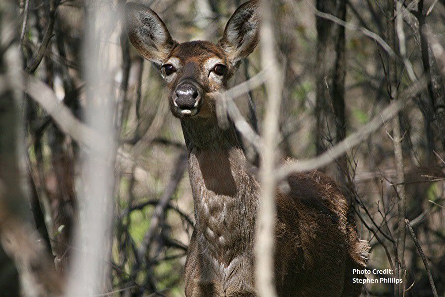 FishWildlifeON's tweet photo. Deer Hunters 🦌⚠️ 

Help keep Ontario #CWDfree by knowing the rules on the use of natural scents and lures for hunting. Learn more at https://t.co/Vd5ObXODTA.

#Deerhunt #HuntOntario #CWD https://t.co/7kZqb1MmJZ