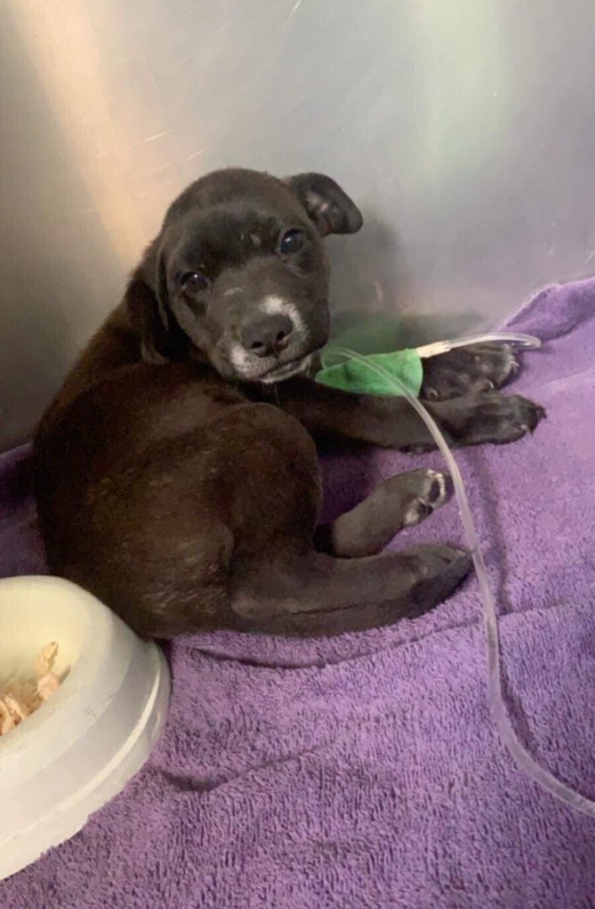 dog_rates's tweet image. This is Carolina, Dawson, Claudia, and Cecilia. They are just 4 of a litter of 9 puppies who contracted parvovirus before being rescued. Sadly, 2 have already passed, but you can help the rest of them live long happy lives by clicking below. 13/10 for all

gofundme.com/f/plea-for-par…