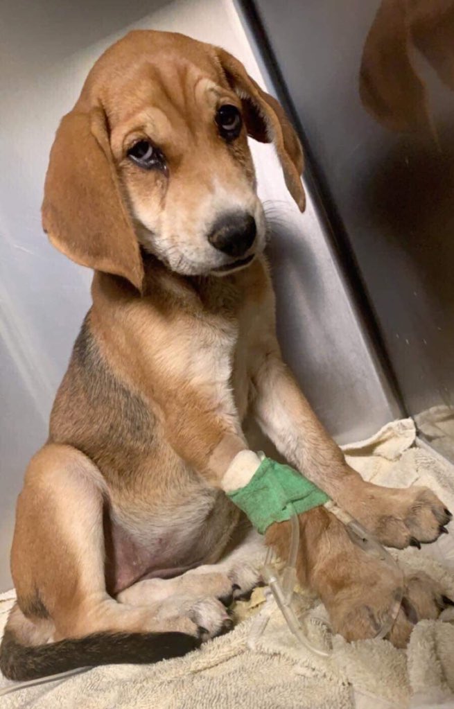 dog_rates's tweet image. This is Carolina, Dawson, Claudia, and Cecilia. They are just 4 of a litter of 9 puppies who contracted parvovirus before being rescued. Sadly, 2 have already passed, but you can help the rest of them live long happy lives by clicking below. 13/10 for all

gofundme.com/f/plea-for-par…