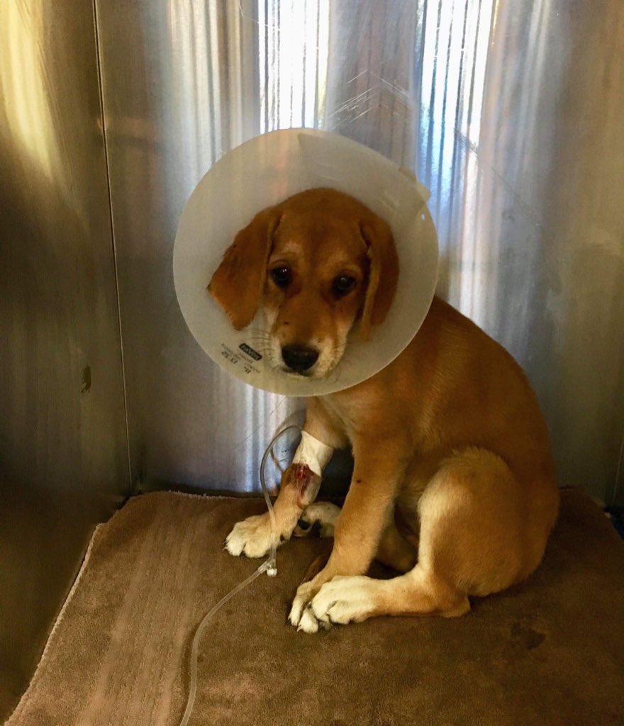 dog_rates's tweet image. This is Carolina, Dawson, Claudia, and Cecilia. They are just 4 of a litter of 9 puppies who contracted parvovirus before being rescued. Sadly, 2 have already passed, but you can help the rest of them live long happy lives by clicking below. 13/10 for all

gofundme.com/f/plea-for-par…