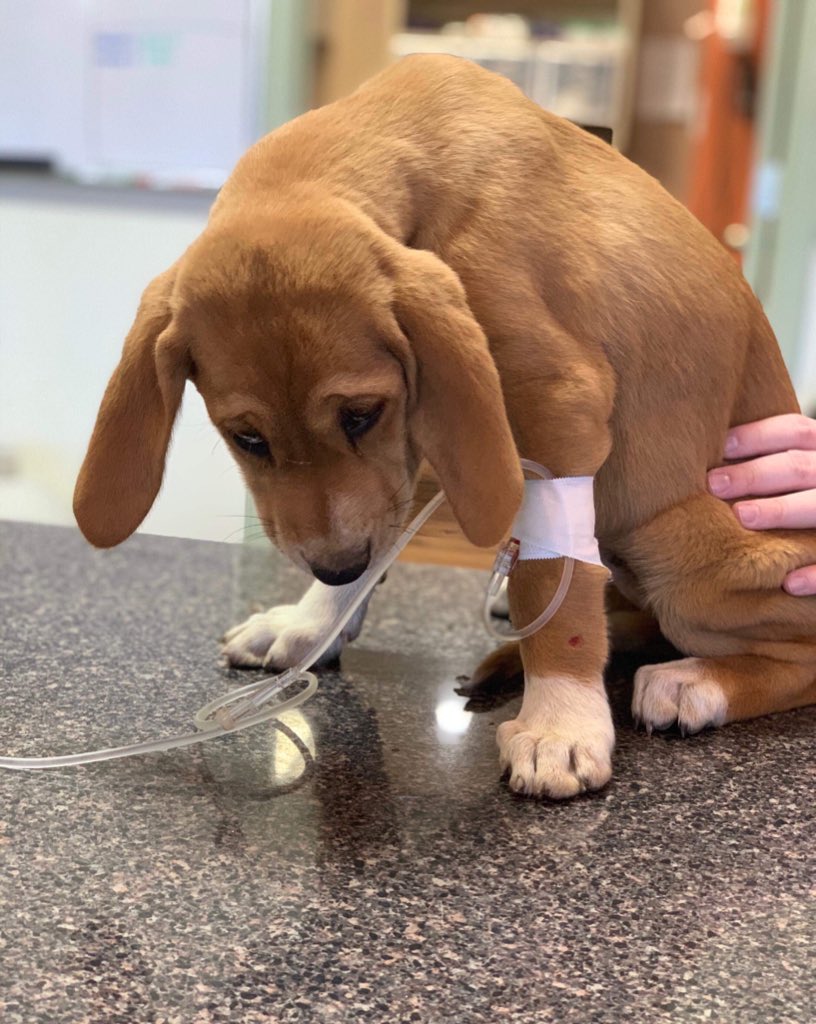 dog_rates's tweet image. This is Carolina, Dawson, Claudia, and Cecilia. They are just 4 of a litter of 9 puppies who contracted parvovirus before being rescued. Sadly, 2 have already passed, but you can help the rest of them live long happy lives by clicking below. 13/10 for all

gofundme.com/f/plea-for-par…