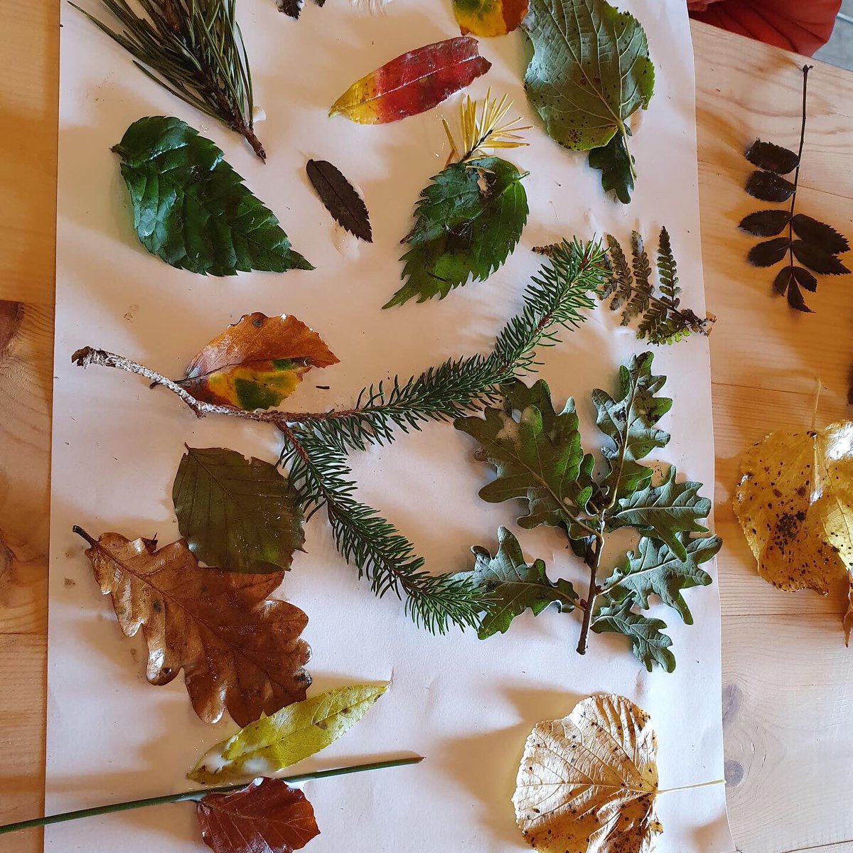 Guess what?....we are launching ANOTHER new activity this month!!

Come and join us for our new activity, Walk with the Trees.

The perfect Autumnal activity to get those little ones out and about in nature, learning about all of the trees in Kielder Forest! #Autumn2019