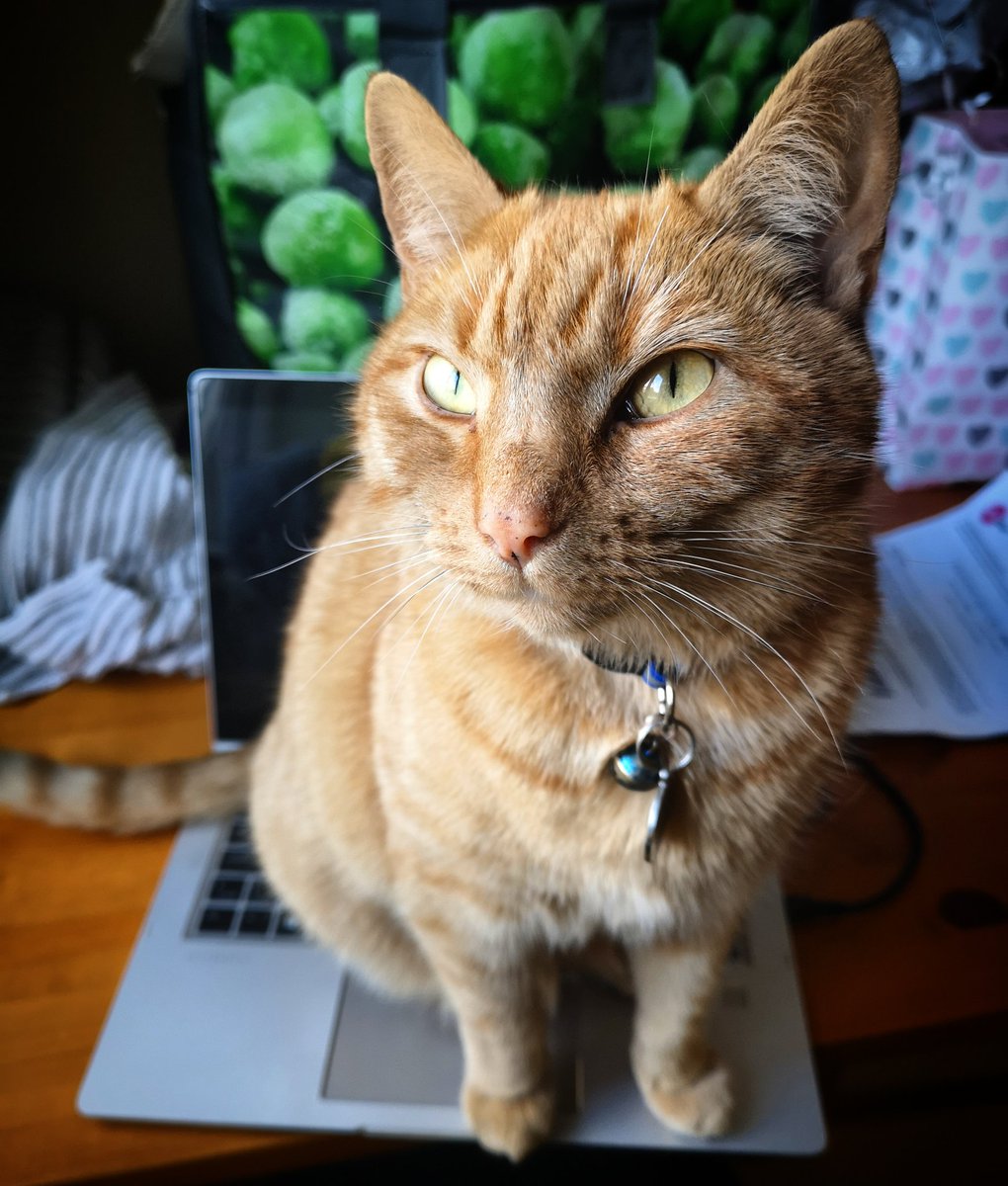 CommunitiesMeg's tweet photo. "It's 5pm on a Friday, no more work, now give me attention"

Fine Percy, I get the hint. 😹

#FridayFeeling #workingfromhome #CatsOfTwitter https://t.co/qH0TAruRwk