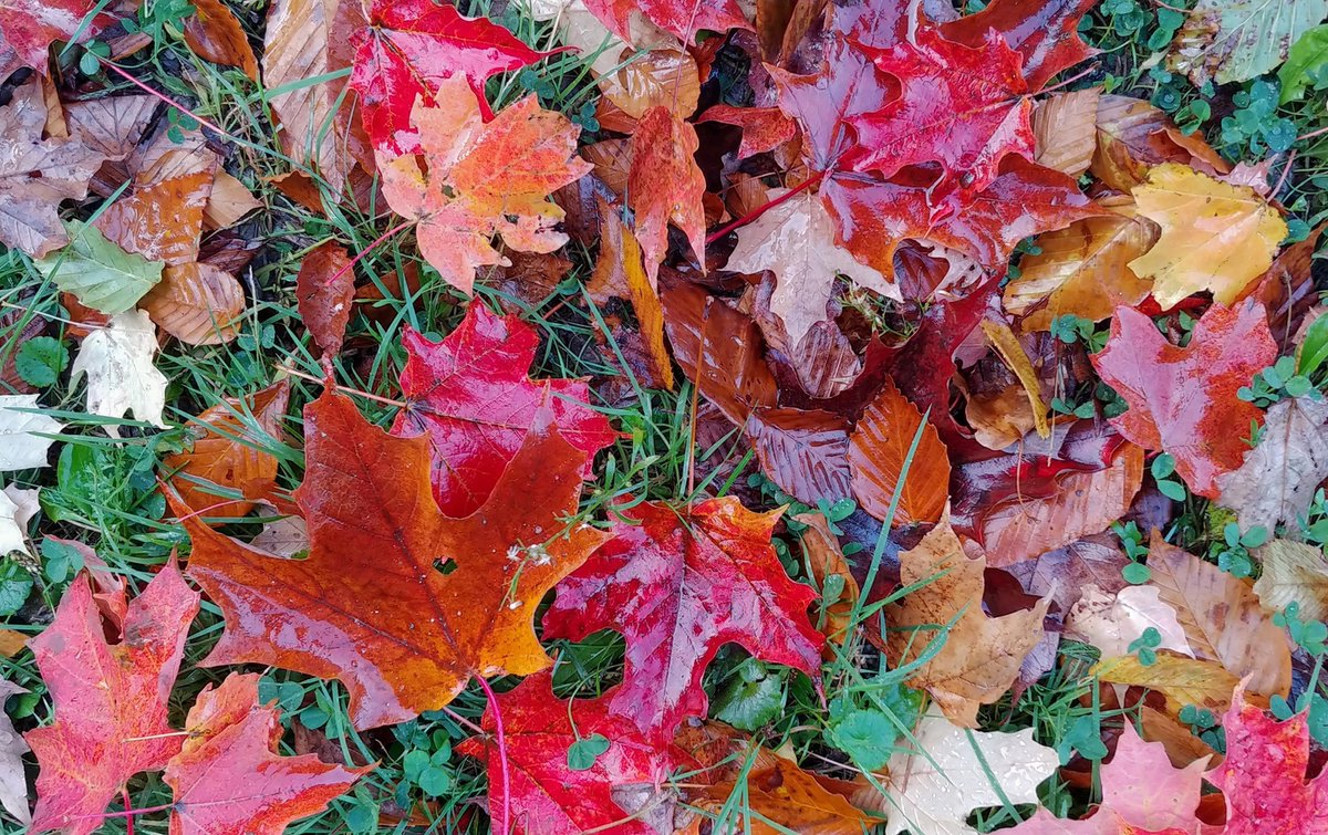 October is such a beautiful time of year! Thanks to Gail McLennan Dukic who took this photo in the #WestminsterPondsESA. To make the most of it, join us tomorrow morning from 10 am to 11:30 am for a guided hike in #MeadowlilyWoods! Click here for details: bit.ly/2pzwx6o