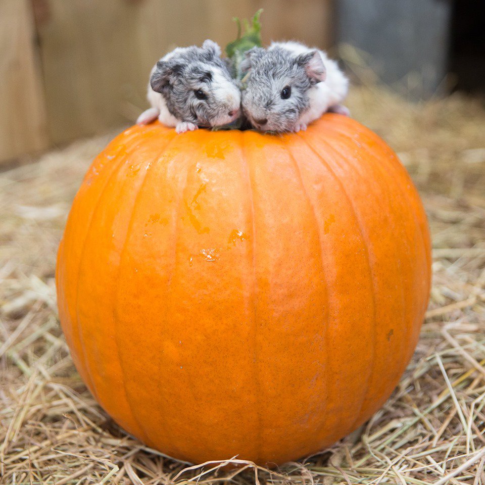 We're ready for Halloween...are you? 🐹🎃💕 Psst. come and visit us today for lots of Pumpkin Festival fun! pigletsadventurefarm.com/event/pumpkin-…