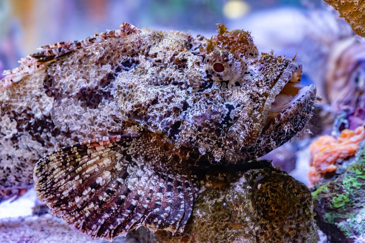 RipleysAquaCA's tweet image. The stonefish relies primarily on their camouflage skills to catch  prey since they are such slow swimmers. 

Despite their slow movement, they have been known to catch and swallow their prey in as little time as 0.015 seconds! 

#FeaturedFishFriday