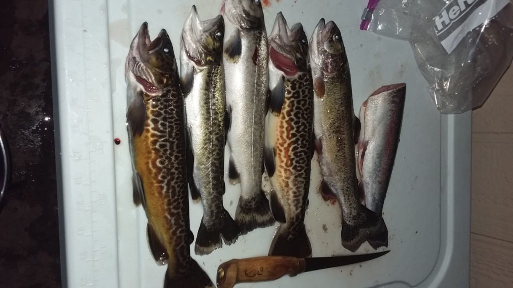 AZGFD's FishAZ tweet media