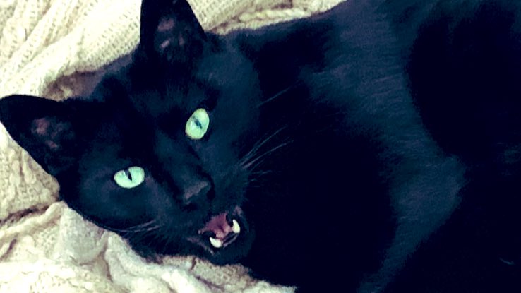 Vance19Dee's tweet photo. Leo, as I try to take a picture of him sleeping... https://t.co/D9Y2X0Wnr2