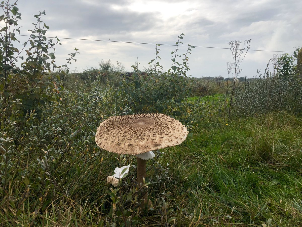 Best een grote parasolzwam! #Schiermonnikoog