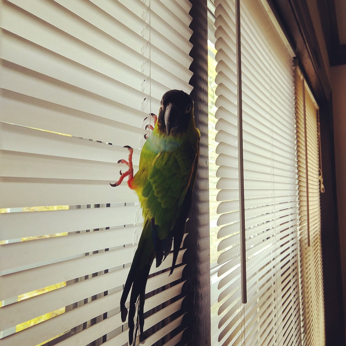 ChloeGameDev's tweet photo. Whoops. #NandayConure https://t.co/kA3Q5tNADl