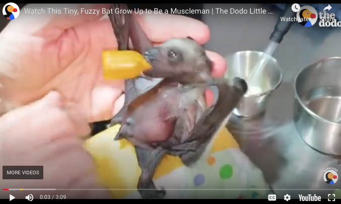 Michael_P_Davis's tweet photo. Little but fierce! Check out this tiny bat!
https://t.co/NLqpwjsQHf https://t.co/F1Da73k0bA