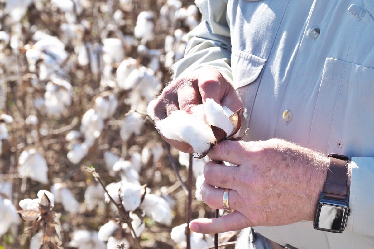 SonnyPerdue's tweet image. Also stopped by a cotton field owned by Pugh Farms. Eugene and his sons are fourth and fifth generation farmers producing cotton, soybeans, corn, wheat and cattle. They let me hop in the combine and pick some cotton myself.