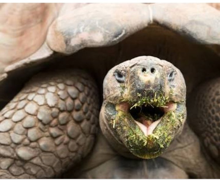 Грифовая черепаха. Северная америка каймановая черепаха. Скрытошейные черепахи. Грифовая черепаха. Черепаха хищник.