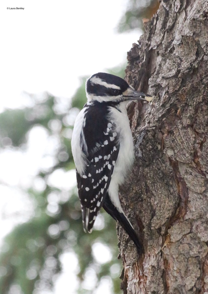 Excited to have Miss Hairy stop by this morning. The past 2 years now we’ve attracted #HairyWoodpeckers to our yard(fall/winter) Actually I’m sure they follow the Downy peckers to find their food source. All good here, there’s more than enough for all #birds #FridayFeathers