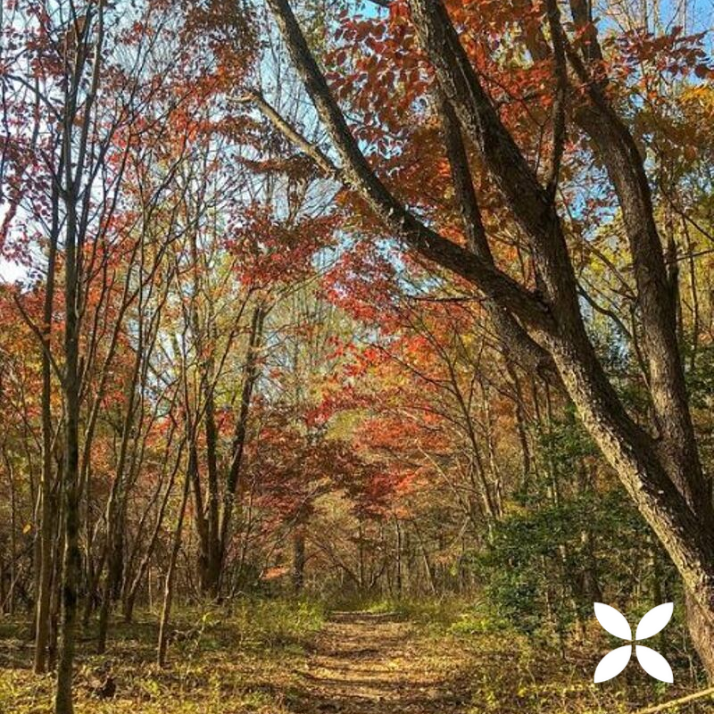 MarylandConnect's tweet photo. #DYK heart attack rates drop in the fall? According to the New England Journal of Medicine, gaining an hour during the autumn equinox is the cause of the lower rates. π π #FunFactFriday #Fall #FallHealth https://t.co/4GLifLgFNN