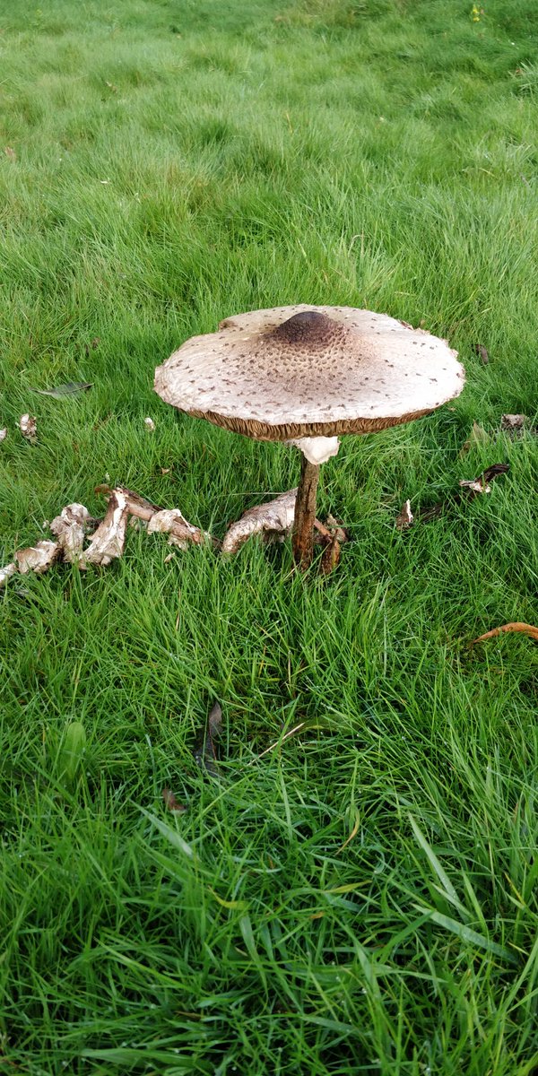 alice_watson14's tweet photo. Excellent survey today  collecting waxcaps with @joshual951 for ID; notably 6-7 species Snowy Waxcap, Parrot Waxcap, Slimy Waxcap, Golden Waxcap, Meadow Waxcap and several other species of fungi present too @Britnatureguide @BritishFungi https://t.co/sWsXb1wyjA