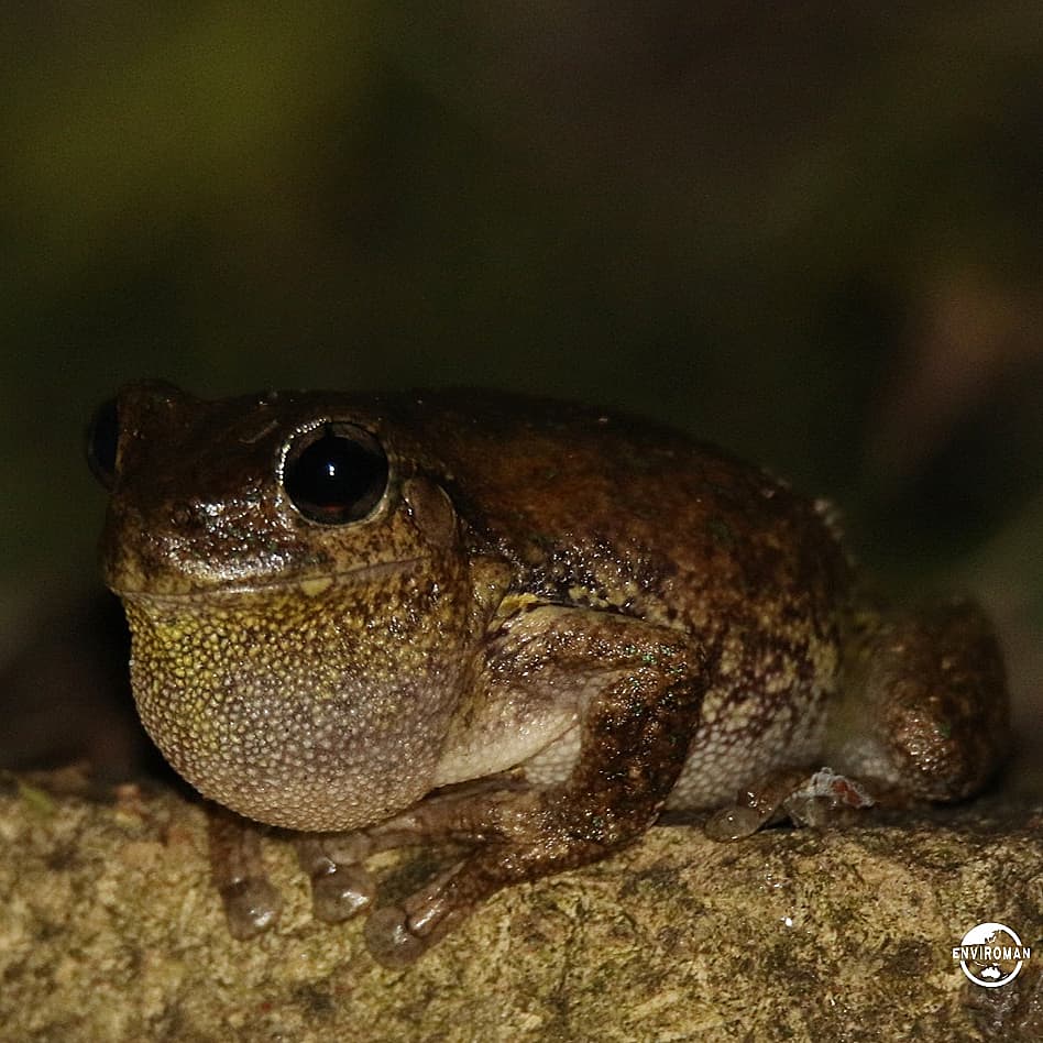 the_enviro_man's tweet photo. Perons Tree Frog... recent guest to the habitatbackyard 
#frogs #conservation #gardening #wildlife https://t.co/tWxI4X2Mm2
