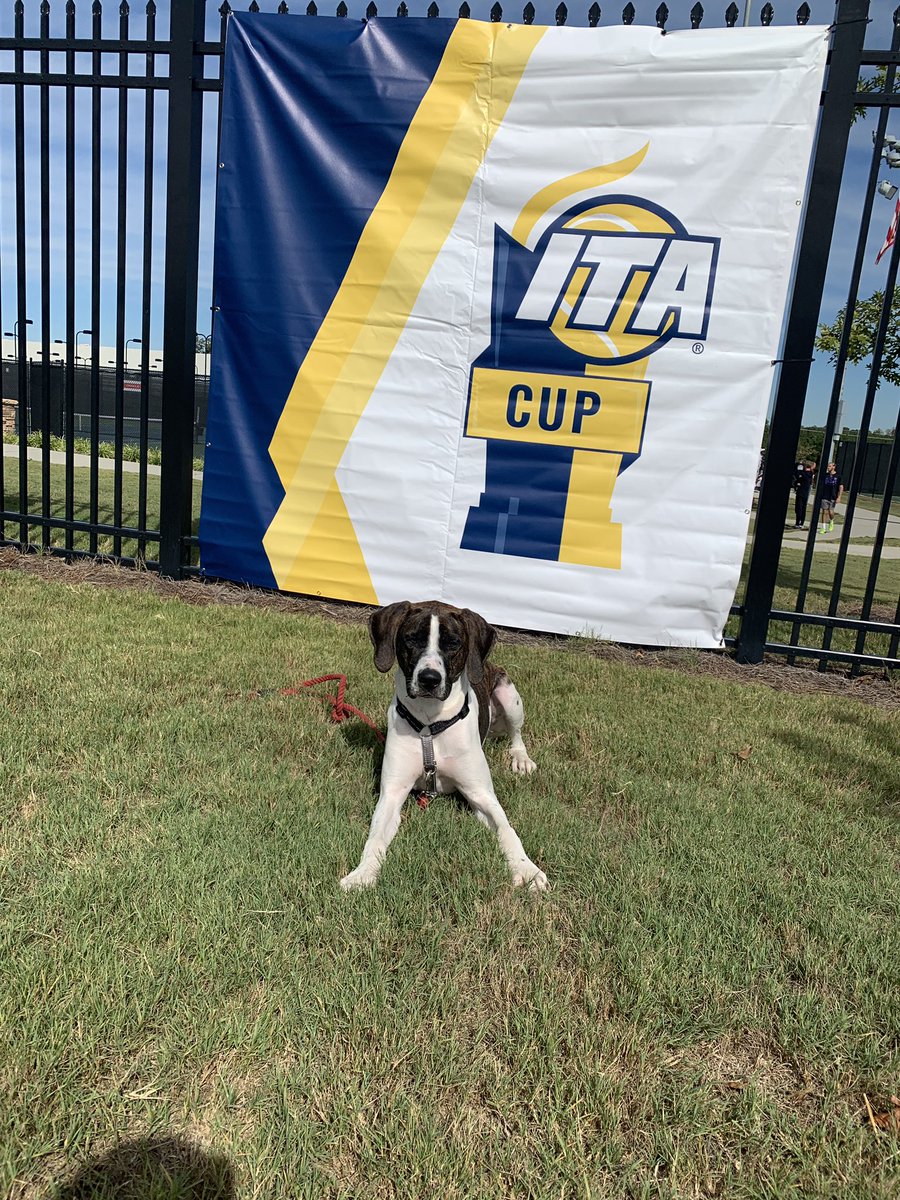 RafeMosetick's tweet photo. Oracle Pup https://t.co/XoLzp8Dj6K