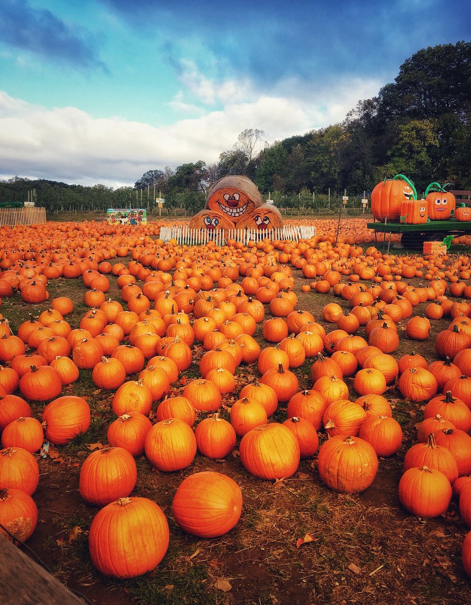 downespvfacs's tweet photo. A beautiful day for our @#pvhs preschoolers and highschool chaperones @#demarestfarms 🎃 https://t.co/k7Q1du0jBI