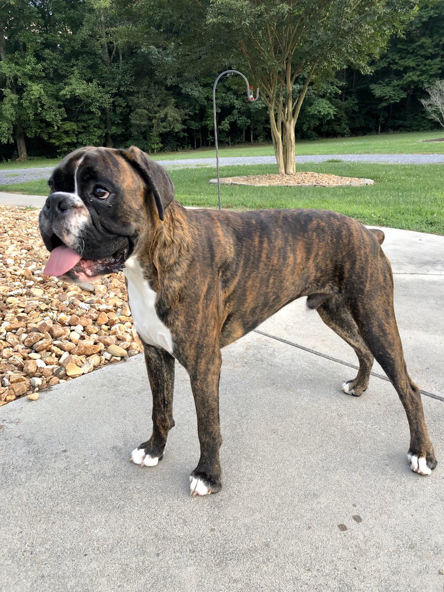 Look who turns 1 yr old today!!  #MaverickKaneC  🎉
How many Woofday wishes can my sweet boy get?💙🐾  #BirthdayBoy #bromocrew #sismo #boxerbirthday #MyGoofyBoy #boxersarefamily