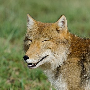 ぶちゃお チベットスナギツネとマーモットの写真でチベスナの横顔を初めて見た人がめっちゃいて むしろこんなに多くの人がチベスナの別の顔を知らなかったことにびっくり チベスナは動物界屈指のイケメンやぞ 今までブサイクの代名詞って思ってきた人は