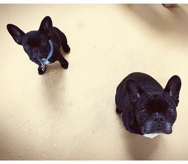 thebarkeley's tweet image. Holy dog! Looks like @frankiebatman has a new Batgirl sidekick 🦇💥🐶
.
🐶: Frankie(big) Roxie(small)
.
.
#dog #dogs #dogsofinstagram #dogstagram #dogsofig #dogs_of_instagram #dogsofinsta #frenchbulldog #frenchiesofinstagram #frenchie #frenchies #frenchi… ift.tt/2MWdGKL