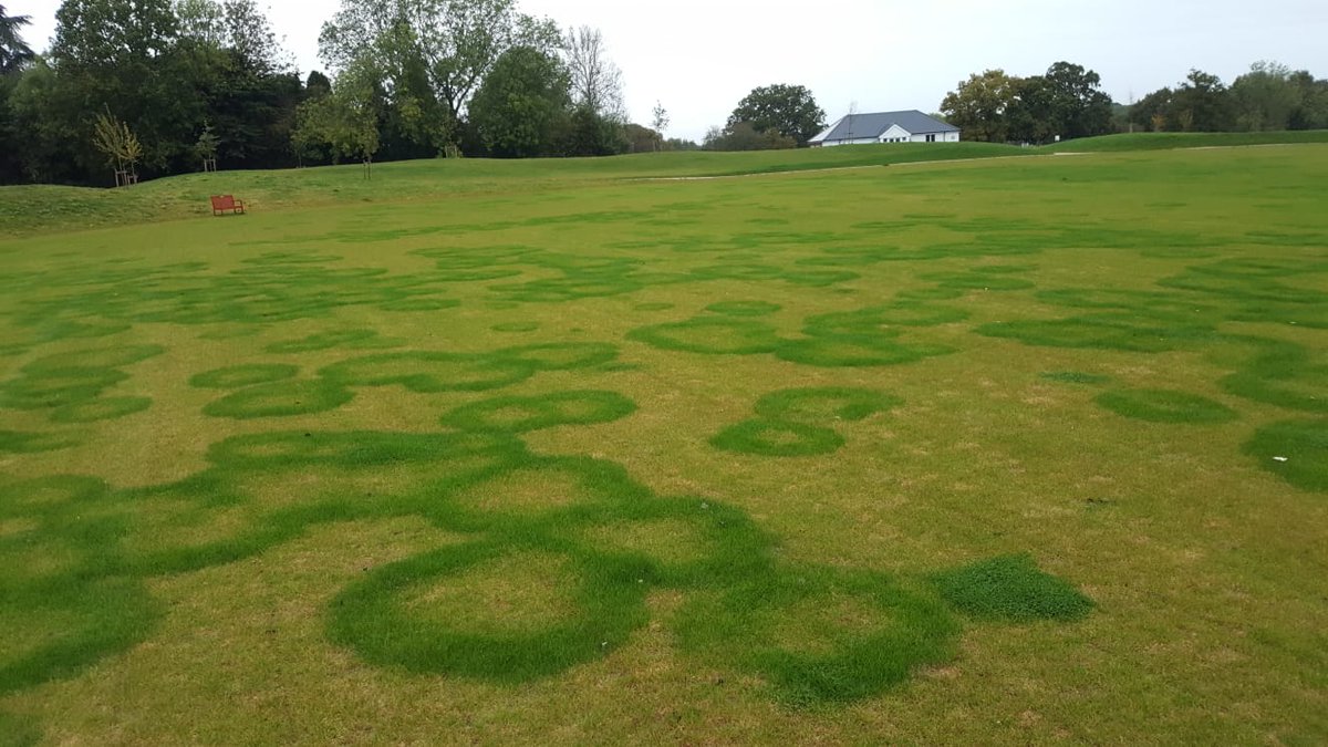 The Dimpled Egg tweet media