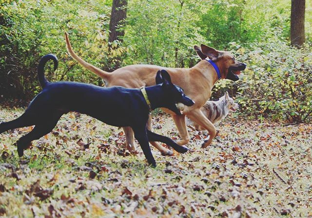 Opportunity Barks tweet media