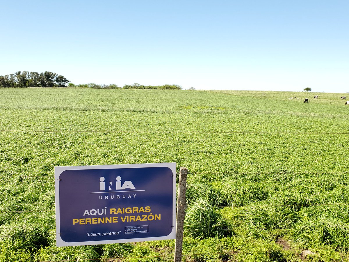 fegut82's tweet photo. #PlantBreeding #NewProducts
#Perennialryegrass #Virazón
#DairyUnit #INIALaEstanzuela https://t.co/IC0djmRRwu