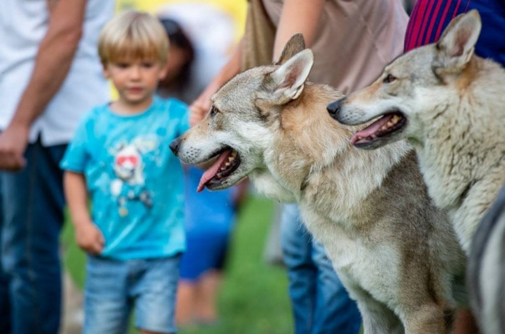 #CaneLupoCecoslovacco
Il grande silenzio dei cani ci consola delle futili parole degli uomini
(Chaumont)