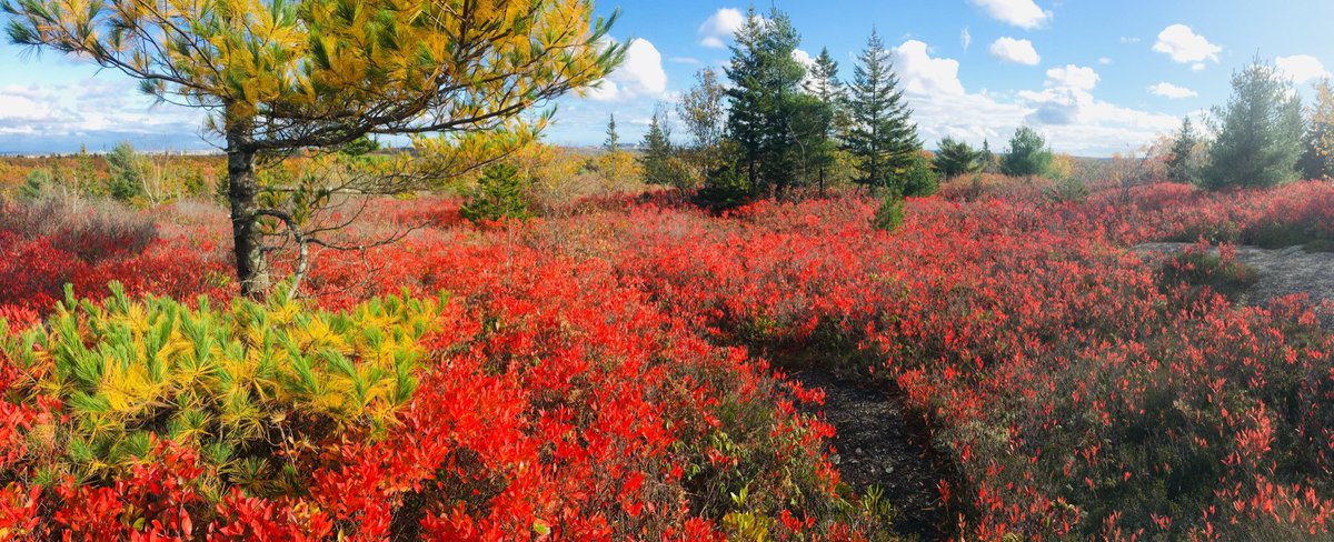 Blue Mountain - Birch Cove Lakes Wilderness Area is pretty surreal right now. #Halifax #NearUrbanWilderness