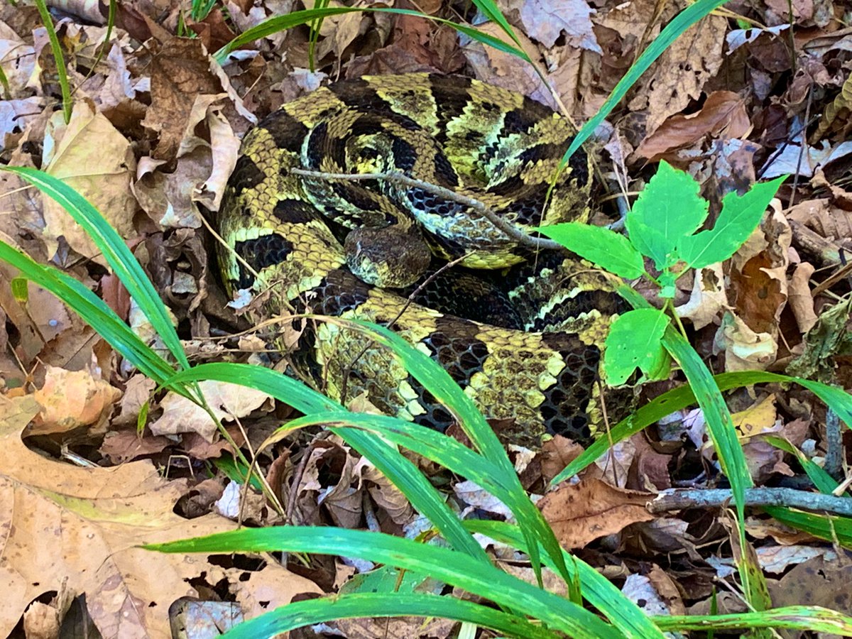 TimberTweets's tweet image. #Aureliano measured as our largest snake this Fall at about 4 feet, 9 inches. He is currently finishing up the digestion of one last big meal before he heads into his den!
