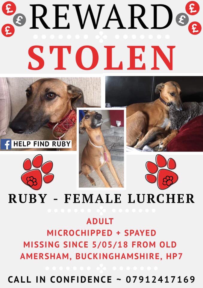 molliepug2's tweet image. 🆘🆘 🙋🏻‍♀️Hi all, I’m sorry to ask,but we need your help by sharing Ruby’s poster. She’s still out there &amp;amp; we’re desperate to get her home 🙏🏼 Her mum @raeabarnett is suffering💔 &amp;amp; I won’t rest until she’s home.Thank you 🙏🏼 #FindRubyFriday #RubyStillMissing
