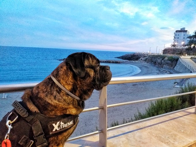 #jake #ametllademar #puppy #canecorso https://t.co/mFgKUa3A0b<a href="/tag/jake"class="tags">#jake</a><a href="/tag/ametllademar"class="tags">#ametllademar</a><a href="/tag/puppy"class="tags">#puppy</a><a href="/tag/canecorso"class="tags">#canecorso</a>