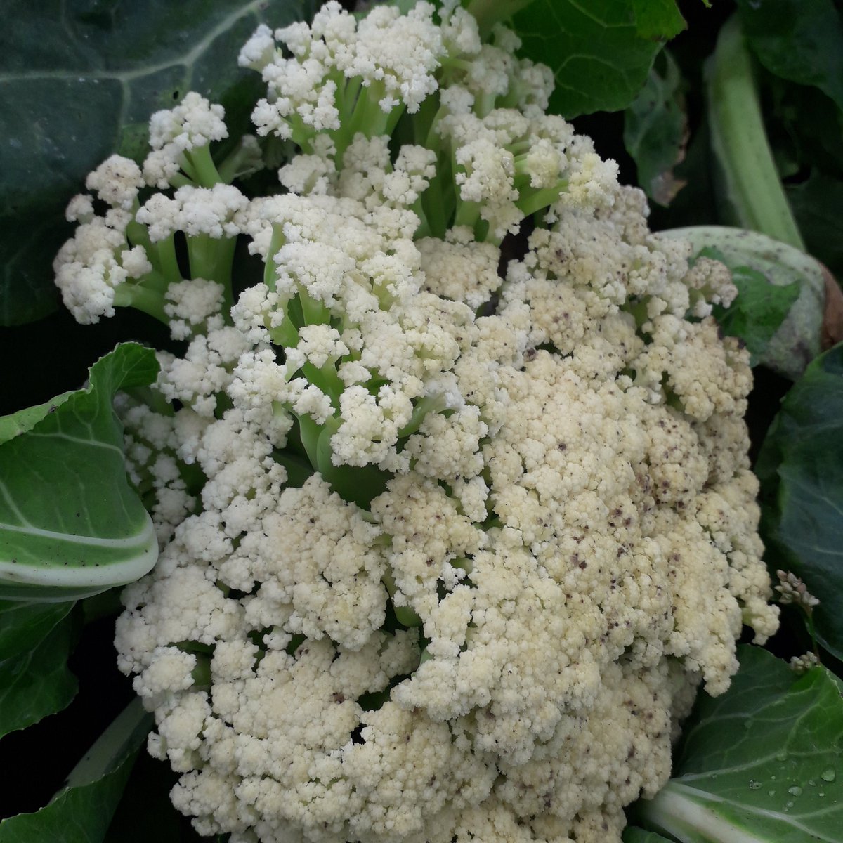 BallymakennyF's tweet photo. Finally we have some cauli action...
#sweetstemcauliflower
#ballymakennyfarm
#grownforchefs https://t.co/nCqRTVfPOH