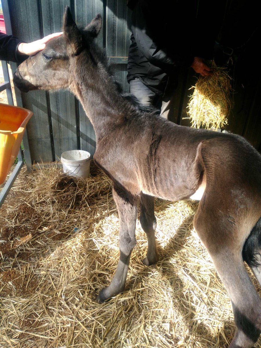 Hillbomber's tweet photo. Surely being born on the Countryโs Richest days racing has to be an omen ๐๐ #alwaysexciting #thewaitbegins https://t.co/c04JH96noK