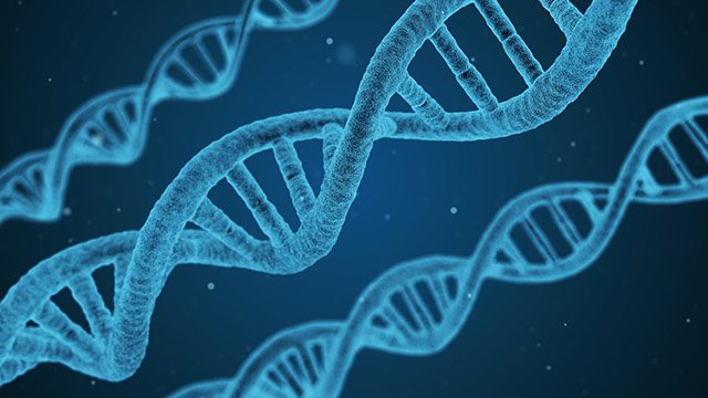 FXESPORTS_GG's tweet photo. Can #genetics predict #gaming performance?

Several studies indicate that specific genes can modulate different #cognitive domains such as visuospatial, working  and episodic memory, processing time, flexible thinking, planning &amp; prioritizing.

#esports

https://t.co/fjEEKq7D94 https://t.co/8XLNWaW7Ux