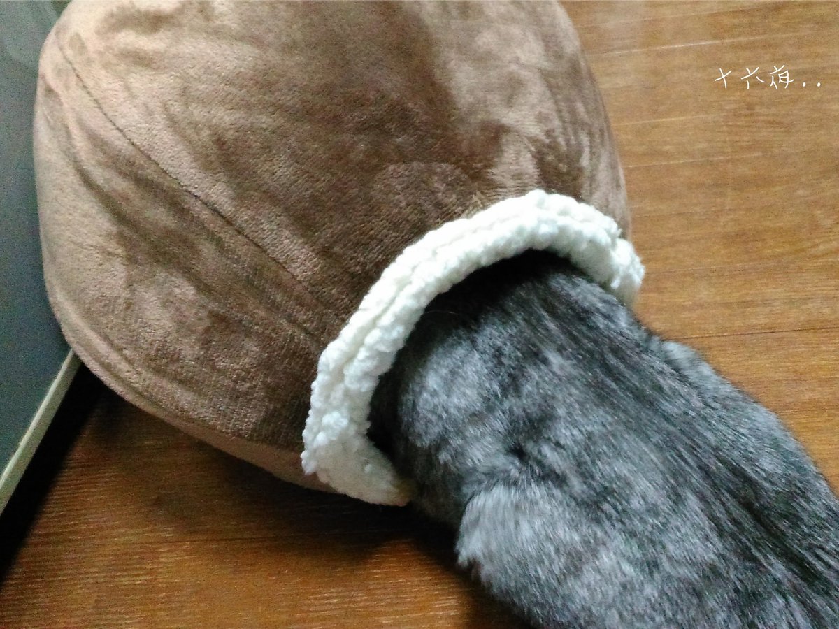 。😆ww。。

  頭かくして
          尻隠さず.．✧*｡.．ฅ
            .
            .
  ことわざが
      こんなにピッタリ合うとは
                                       笑ꉂ(ˊᗜˋ*)♡

#猫のいる暮らし