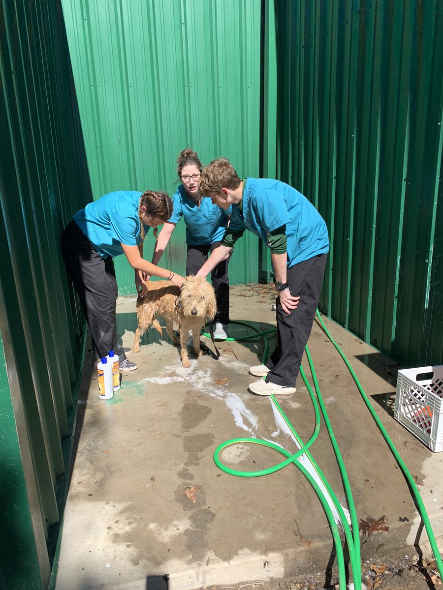 Academy_FFA's tweet photo. Another successful #beepups Friday! Thanks to all the AHS staff members who participated!! #learningtodo #beeswin #tca #fridaysareforthepups https://t.co/IGzwlCCunB
