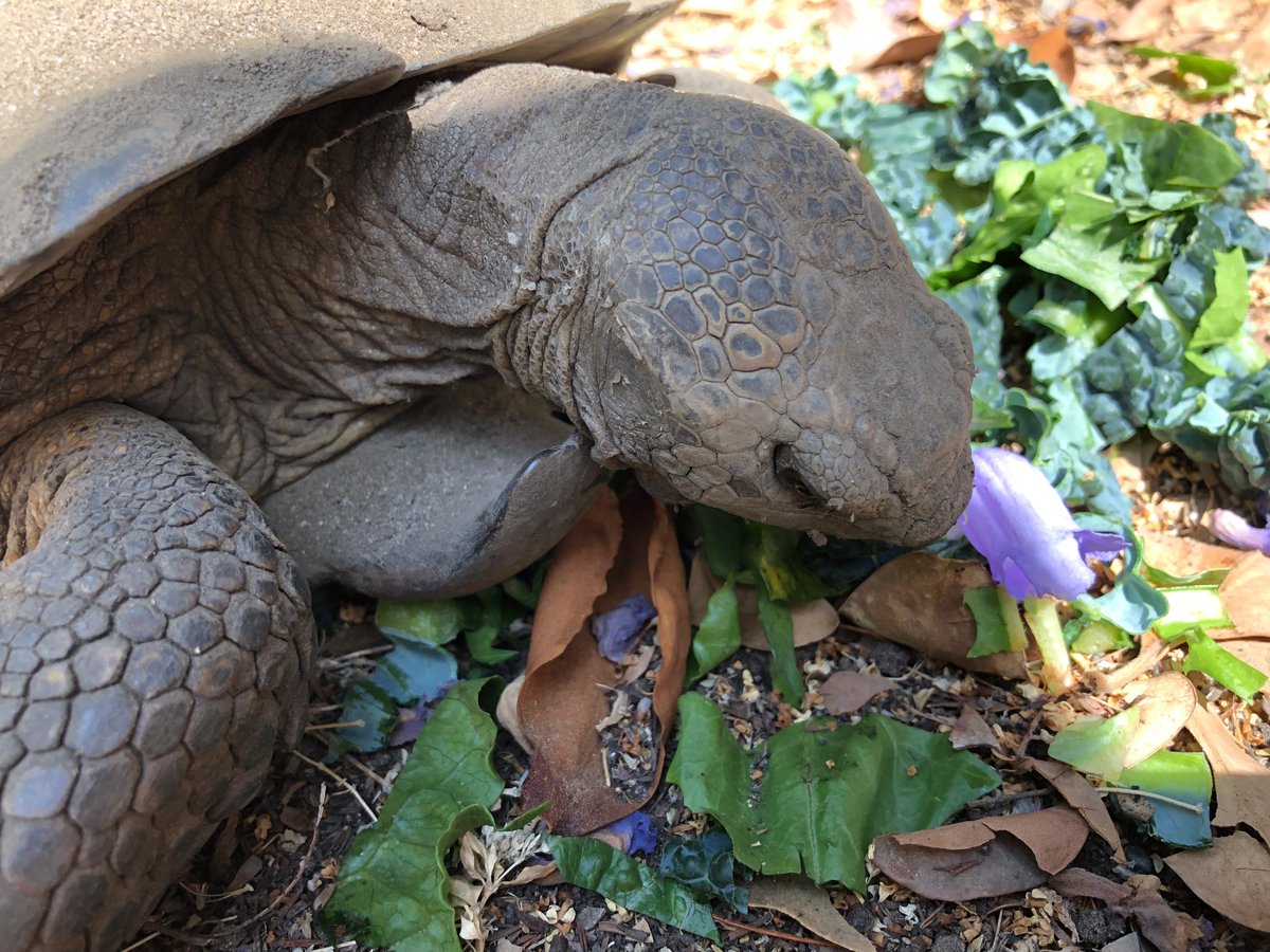 Also, we almost never give him fruit -- desert torts aren't like box turtles, which will eat both fruit and worms/insects. Those things are not a part of a desert tort's normal diet. That said... all our torts love the nectar-filled jacaranda blossoms our tree drops each year.