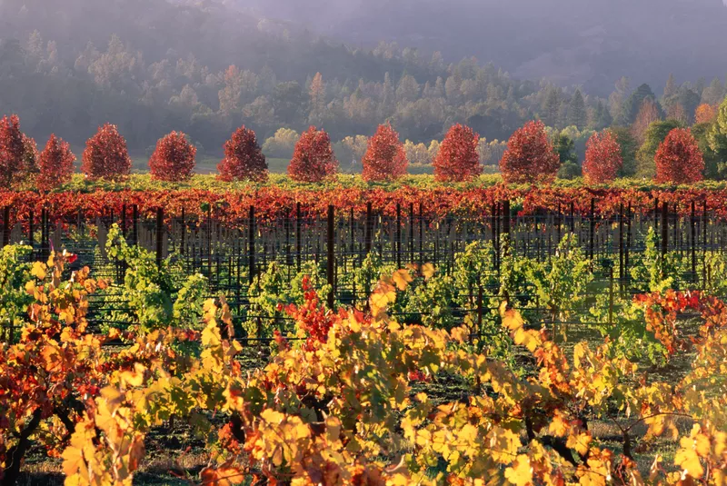 There is no better time to visit Wine Country than #fall. We offer the ideal location to experience all the valley has to offer. Enjoy beautiful weather &amp; no crowds during this secret season when the grapes are freshly plucked &amp; the vineyards are majestic with changing foliage.