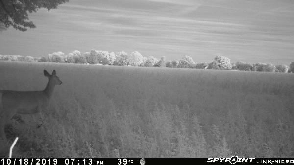 From my SPYPOINT Link camera