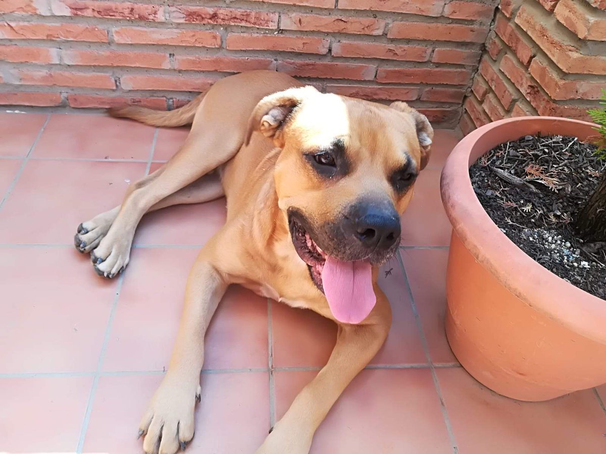 La Sonrisa Animal (Lasa)® tweet media