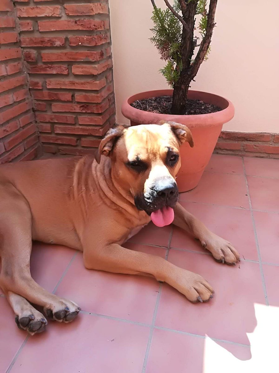 La Sonrisa Animal (Lasa)® tweet media